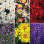 Best Perennial Collection