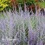 Perovskia atriplicifolia 'Silvery Blue'