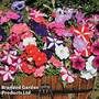 Petunia 'Frenzy Mixed' F1 Hybrid