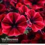 Petunia 'Sweetunia Fiona Flash'