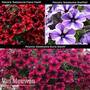 Petunia 'Sweetunia Trio'