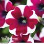 Petunia 'Pegasus Burgundy Bicolour'