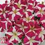 Petunia SUCCESS!® HD Rose Star