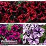 Petunia 'Sweetunia' Trio
