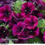 Petunia 'Sweetunia Johnny Flame'