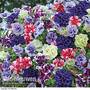 Petunia 'Frills & Spills'™ Collection