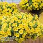 Petunia ?Capella?'Hello Yellow?