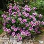 Petunia 'Frills & Spills Francesca'