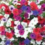 Petunia 'Surfinia'