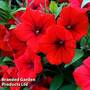 Petunia 'Trailing Surfinia Red'