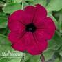 Petunia 'Trailing Surfinia Purple'