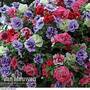 Petunia 'Frills & Spills? Mixed'