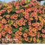 Petunia 'Peach Sundae'