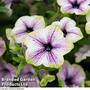 Petunia Tea ?Purple Vein Green Edge?