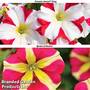 Petunia 'Amore? King & Queen of Hearts' Duo