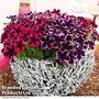 Petunia 'Cosmic Duo'