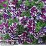 Petunia 'Damson Ripple'