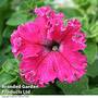 Petunia 'Frillytunia Pink'
