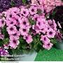 Petunia 'Lavender Blush'