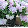 Petunia 'Cascade Orchid Mist'
