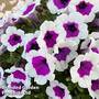 Petunia RIMarkable