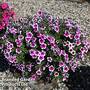 Petunia RIMarkable