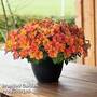 Petunia ?Crazytunia' Terracotta?