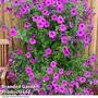 Petunia 'Tickled Pink'