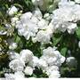 Philadelphus 'Virginal'