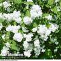 Philadelphus 'Bouquet Blanc'