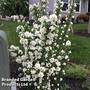 Philadelphus 'Pearls of Perfume'