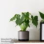 Philodendron Shangri La 14cm Pot x1