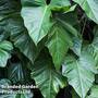 Philodendron 'Super Atom'