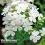 Phlox 'Admiral'