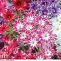 Phlox 'Popstars'