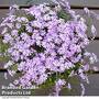 Phlox subulata 'Fort Hill'