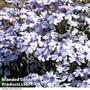 Phlox 'Pharao Blue Eye'