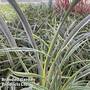 Phormium cookianum 'Liquorice and Lime'