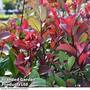 Photinia fraseri 'Little Red Robin'