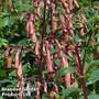 Phygelius x rectus 'Funfare Orange'