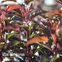 Physocarpus opulifolius 'Diable D'Or'