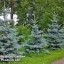 Picea pungens 'Blue Diamond'