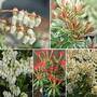 Pieris Collection