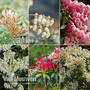 Nurseryman's Choice Pieris