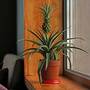 Pineapple Plant