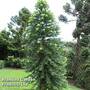 Wollemia nobilis