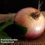 Onion 'Pink Panther' (Spring)