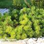 Pinus mugo 'Pumilio Group'