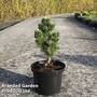 Pinus thunbergii 'Kotobuki'