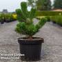 Pinus nigra 'Oregon Green'